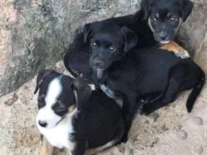 Cachorro raça SRD idade Abaixo de 2 meses nome Pantera