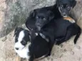 Pantera
