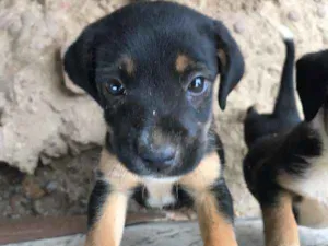 Cachorro raça SRD idade Abaixo de 2 meses nome Paçoca