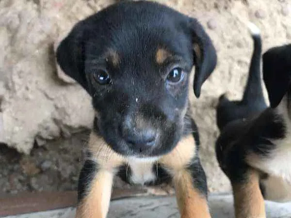 Cachorro ra a SRD idade Abaixo de 2 meses nome Paçoca