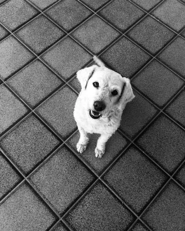 Cachorro ra a Vira Lata idade 6 ou mais anos nome Kobold
