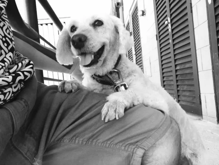 Cachorro ra a Vira Lata idade 6 ou mais anos nome Kobold