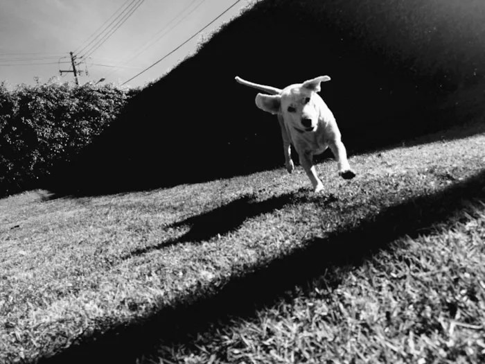 Cachorro ra a Vira Lata idade 6 ou mais anos nome Kobold