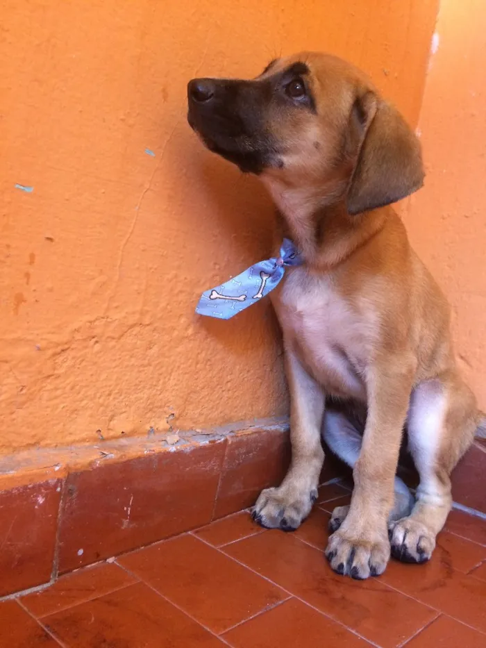 Cachorro raça Vira lata idade 2 a 6 meses nome Selena