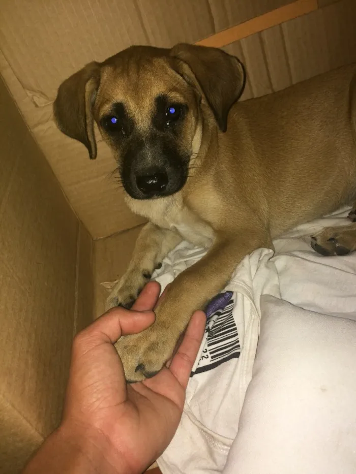 Cachorro raça Vira lata idade 2 a 6 meses nome Selena