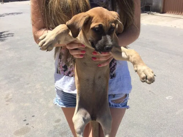 Cachorro raça Vira lata idade 2 a 6 meses nome Selena