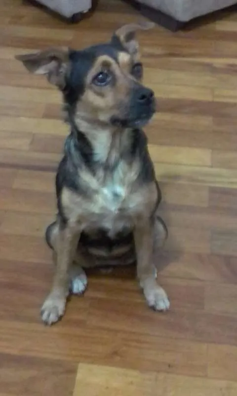 Cachorro ra a STR idade 2 anos nome Katrina