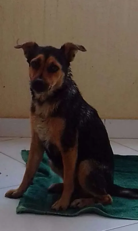 Cachorro ra a STR idade 2 anos nome Katrina