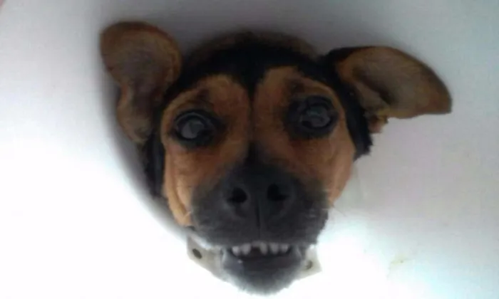 Cachorro ra a STR idade 2 anos nome Katrina