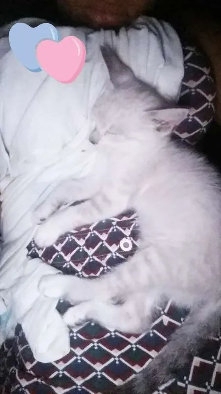 Gato raça  não identificado  idade 2 a 6 meses nome Ainda sem nome 