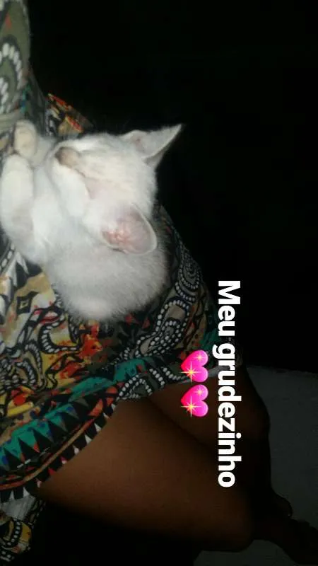 Gato raça  não identificado  idade 2 a 6 meses nome Ainda sem nome 
