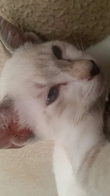 Gato raça  não identificado  idade 2 a 6 meses nome Ainda sem nome 