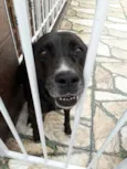 Cachorro raça Srd idade  nome Anita