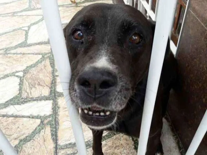 Cachorro raça Srd idade  nome Anita