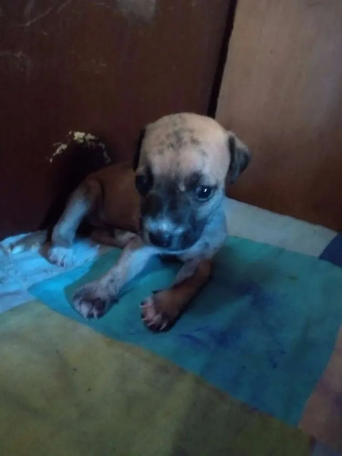 Cachorro raça Vira lata idade Abaixo de 2 meses nome Sem nome