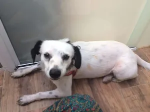Cachorro raça SRD idade 1 ano nome Fiona