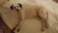 Fiona
