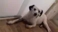 Fiona