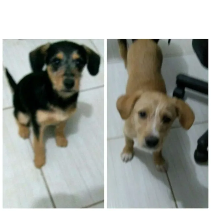 Cachorro ra a SRD idade 2 a 6 meses nome Filhotes