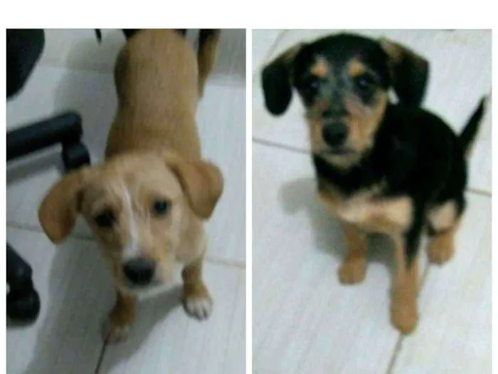 Cachorro ra a SRD idade 2 a 6 meses nome Filhotes