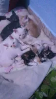Gatinhos