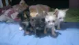 Gatinhos