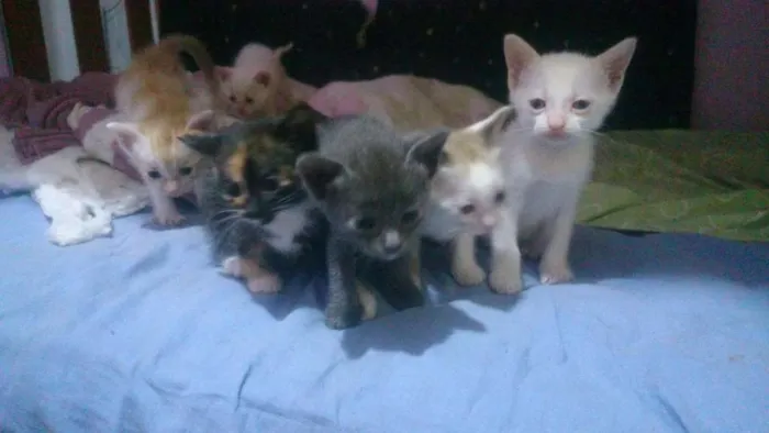 Gato ra a  idade Abaixo de 2 meses nome Gatinhos