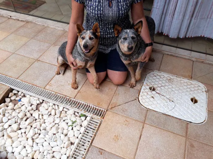 Cachorro ra a Australian Cattle Dog idade 7 a 11 meses nome Frida e Khalo
