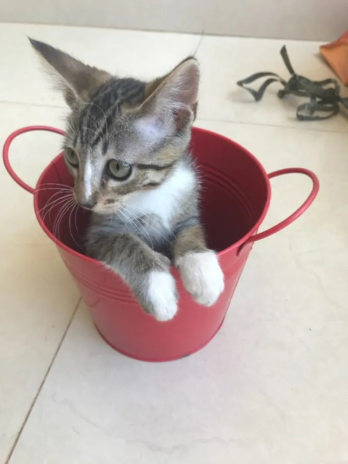 Gato ra a Srd idade 2 a 6 meses nome Kashmir 