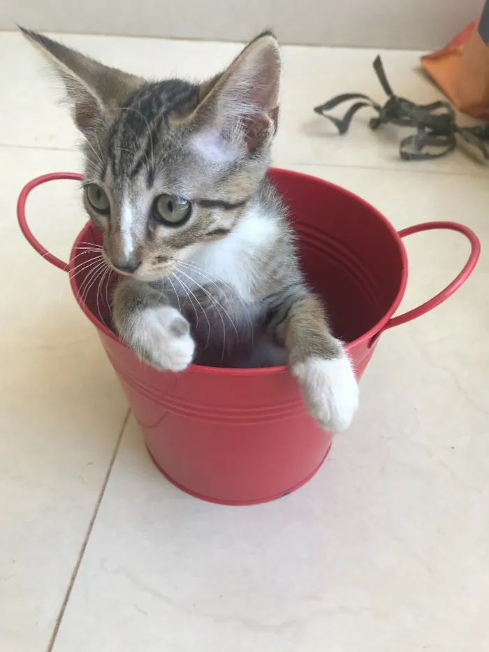 Gato ra a Srd idade 2 a 6 meses nome Kashmir 