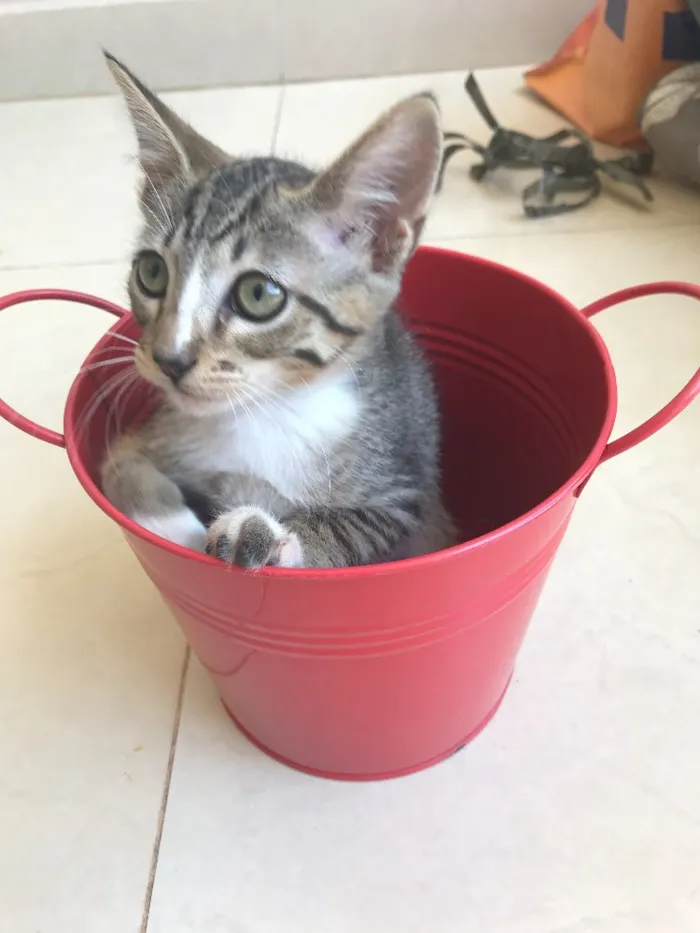 Gato ra a Srd idade 2 a 6 meses nome Kashmir 
