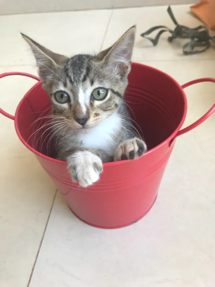 Gato ra a Srd idade 2 a 6 meses nome Kashmir 