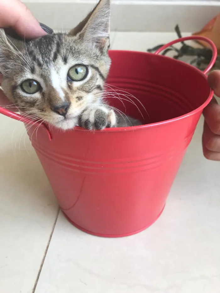 Gato ra a Srd idade 2 a 6 meses nome Kashmir 