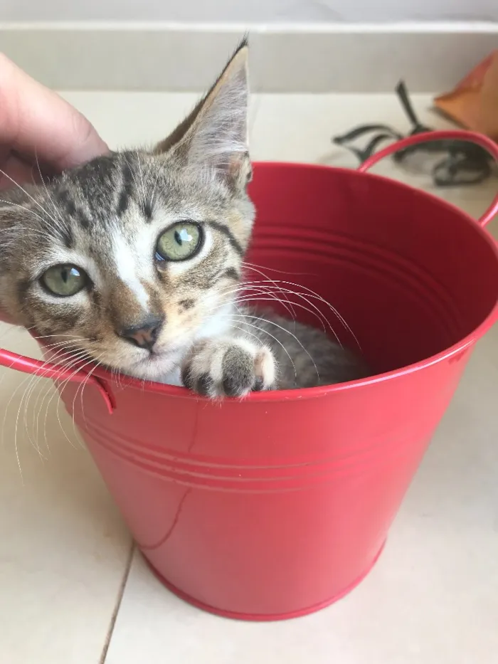 Gato ra a Srd idade 2 a 6 meses nome Kashmir 