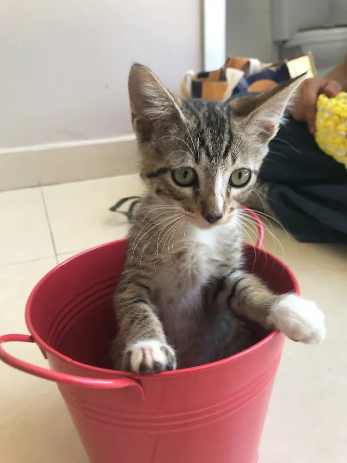 Gato ra a Srd idade 2 a 6 meses nome Kashmir 