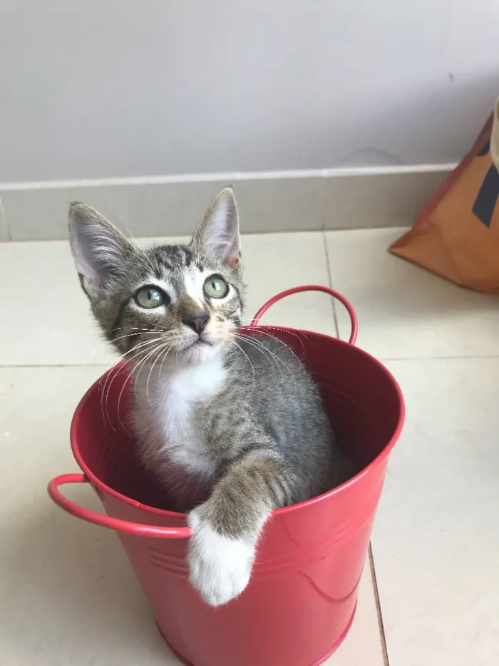 Gato ra a Srd idade 2 a 6 meses nome Kashmir 