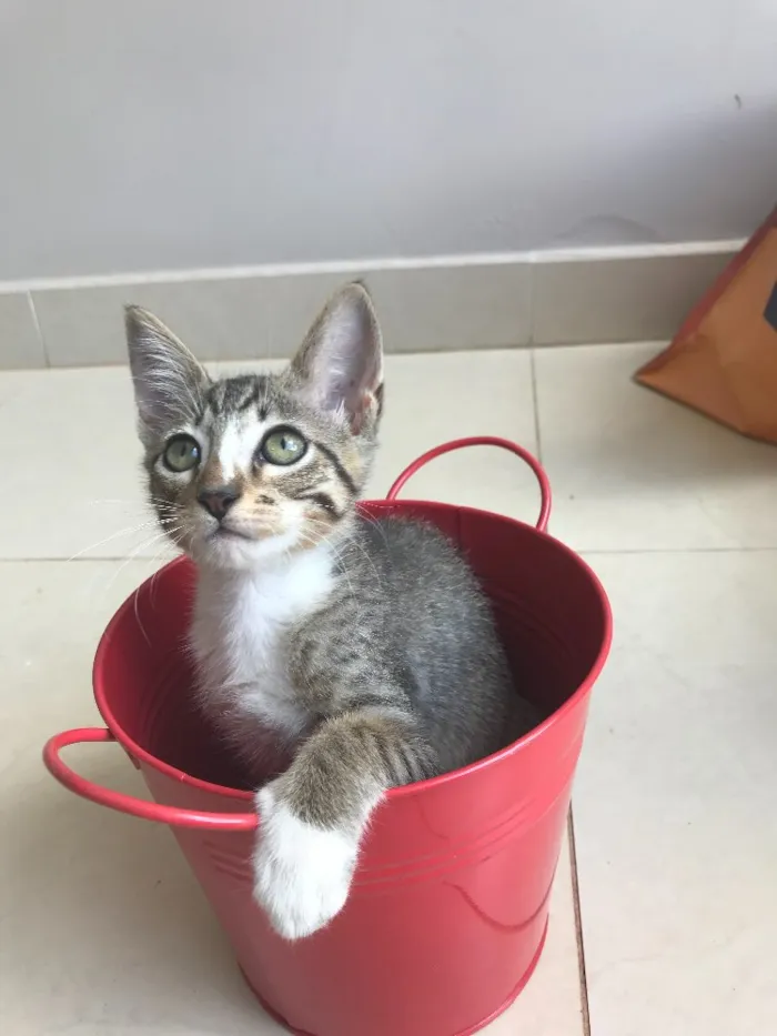 Gato ra a Srd idade 2 a 6 meses nome Kashmir 
