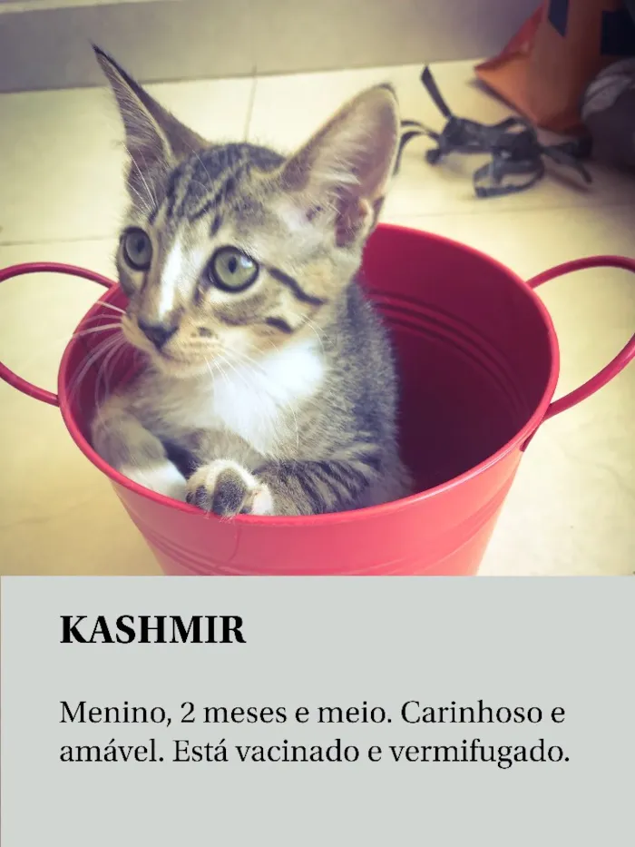 Gato ra a Srd idade 2 a 6 meses nome Kashmir 