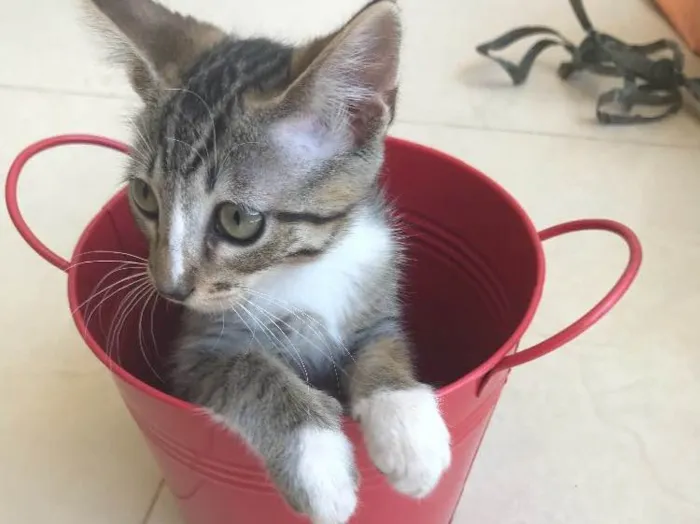 Gato ra a Srd idade 2 a 6 meses nome Kashmir 