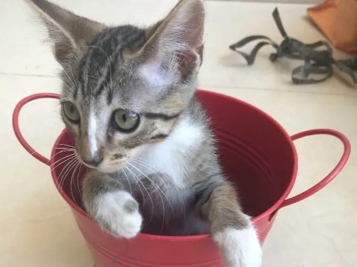 Gato ra a Srd idade 2 a 6 meses nome Kashmir 