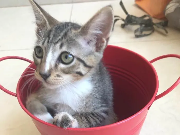 Gato ra a Srd idade 2 a 6 meses nome Kashmir 