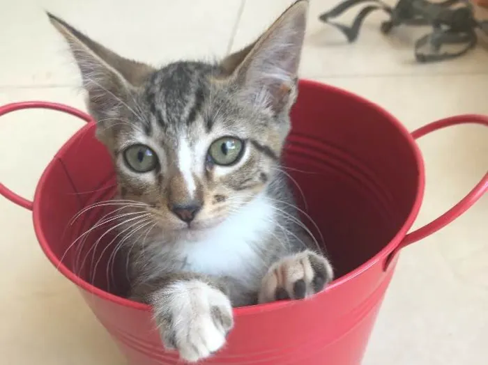 Gato ra a Srd idade 2 a 6 meses nome Kashmir 