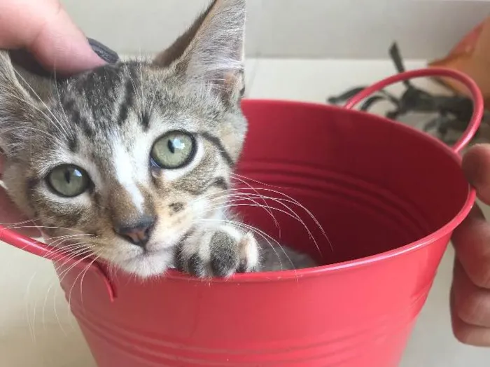 Gato ra a Srd idade 2 a 6 meses nome Kashmir 