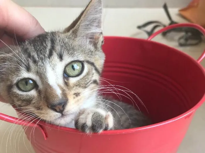 Gato ra a Srd idade 2 a 6 meses nome Kashmir 