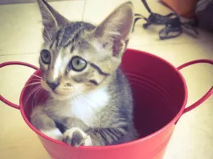Gato raça Srd idade 2 a 6 meses nome Kashmir 