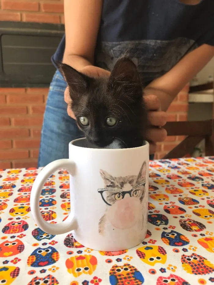 Gato ra a Srd idade Abaixo de 2 meses nome Cartola