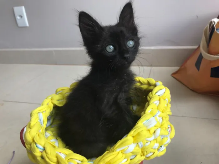 Gato ra a Srd idade Abaixo de 2 meses nome Cartola