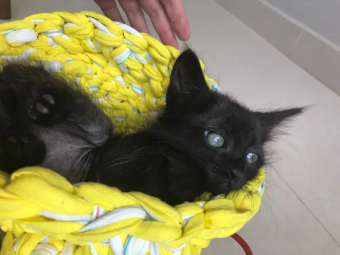Gato ra a Srd idade Abaixo de 2 meses nome Cartola
