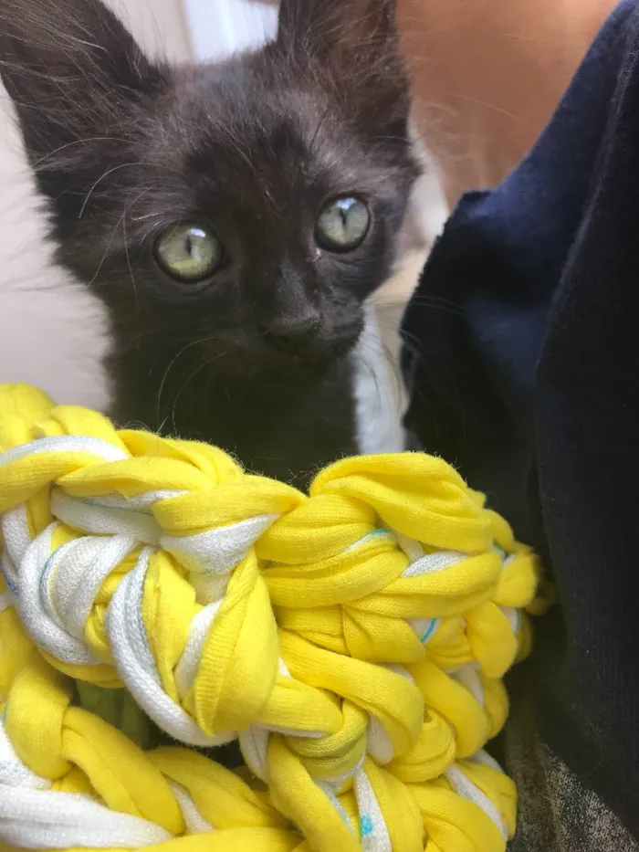 Gato ra a Srd idade Abaixo de 2 meses nome Cartola