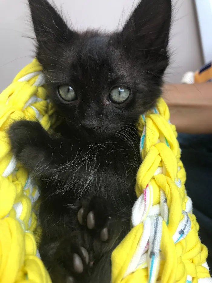 Gato ra a Srd idade Abaixo de 2 meses nome Cartola
